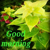 Nimesh Nimesh