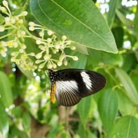 Andrew Nii Tei Sackey