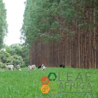 Integrated African Model Farm .