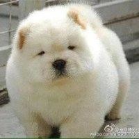 张恩赐