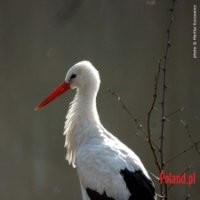 Harikrishna Tumuluri