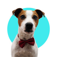 Cobu Russell Terrier