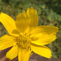 Ashwini Nikam