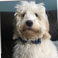 Digby Doodle the cockapoodle