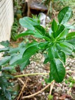 林威先