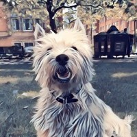 Snowy The Wonder Dog