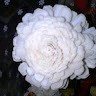 Rajitha Karanam