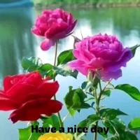 Shumaila Riaz