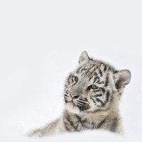 Vinod L