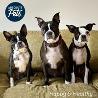 Absolute Pets