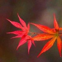 冯松华