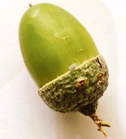 Jonathan Hartnell-Beavis