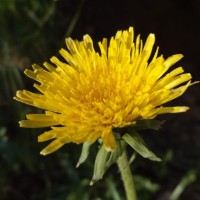 Kay Bee