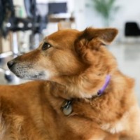 Copper Arffington