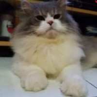 Alung Satriany