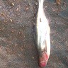 Aquaculture Clinic And Fish Farming