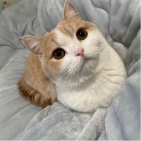 黄兴垚