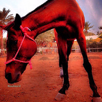 Bin Ahmed
