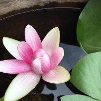 李清雨