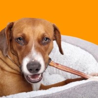 A 2 Z DOG FOOD