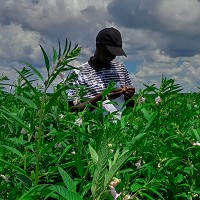 henry mwangomba