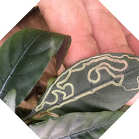 Devon Z