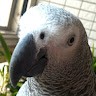 許力文