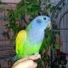 Traci Afana / tracis parrots 4 u
