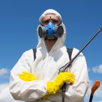 Emergency Pest Control Barrie