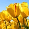 Yogesh Gowda