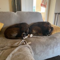 Mark Williams AIFSM FDI Cert DipFD IOSH