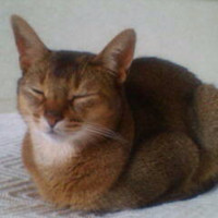 Hiroko Ando