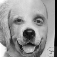 Carlos Eduardo Maia klippel