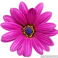 Hatice Y.