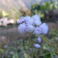 Raju Prasad Timalsina