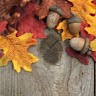 Oak Leaf