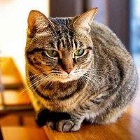 马景龙