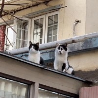 许沛森