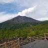 山田樹花