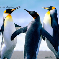 AvShalom Sharx Nghifitikeko