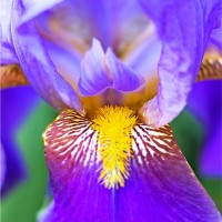 Iris Clearwater