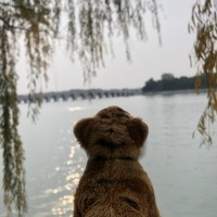 May Zhang
