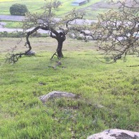 Covarrubias Pablo