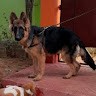 The German Shepherd