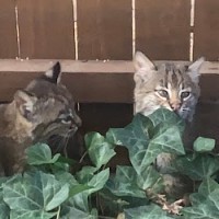 Back Yard Wildlife Home Projects