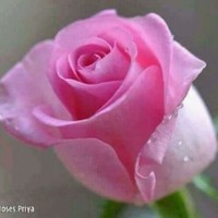 Mary Mrmr