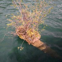 刘亚欣