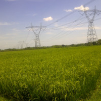 Cebong Girang