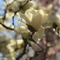 刘学慧Lillian Liu