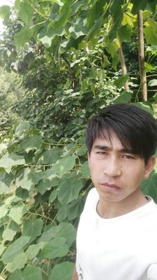 伊布拉